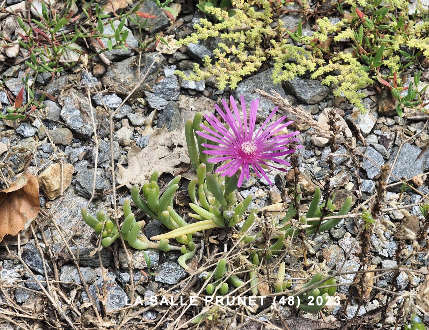 Ice plant, Coopers plant